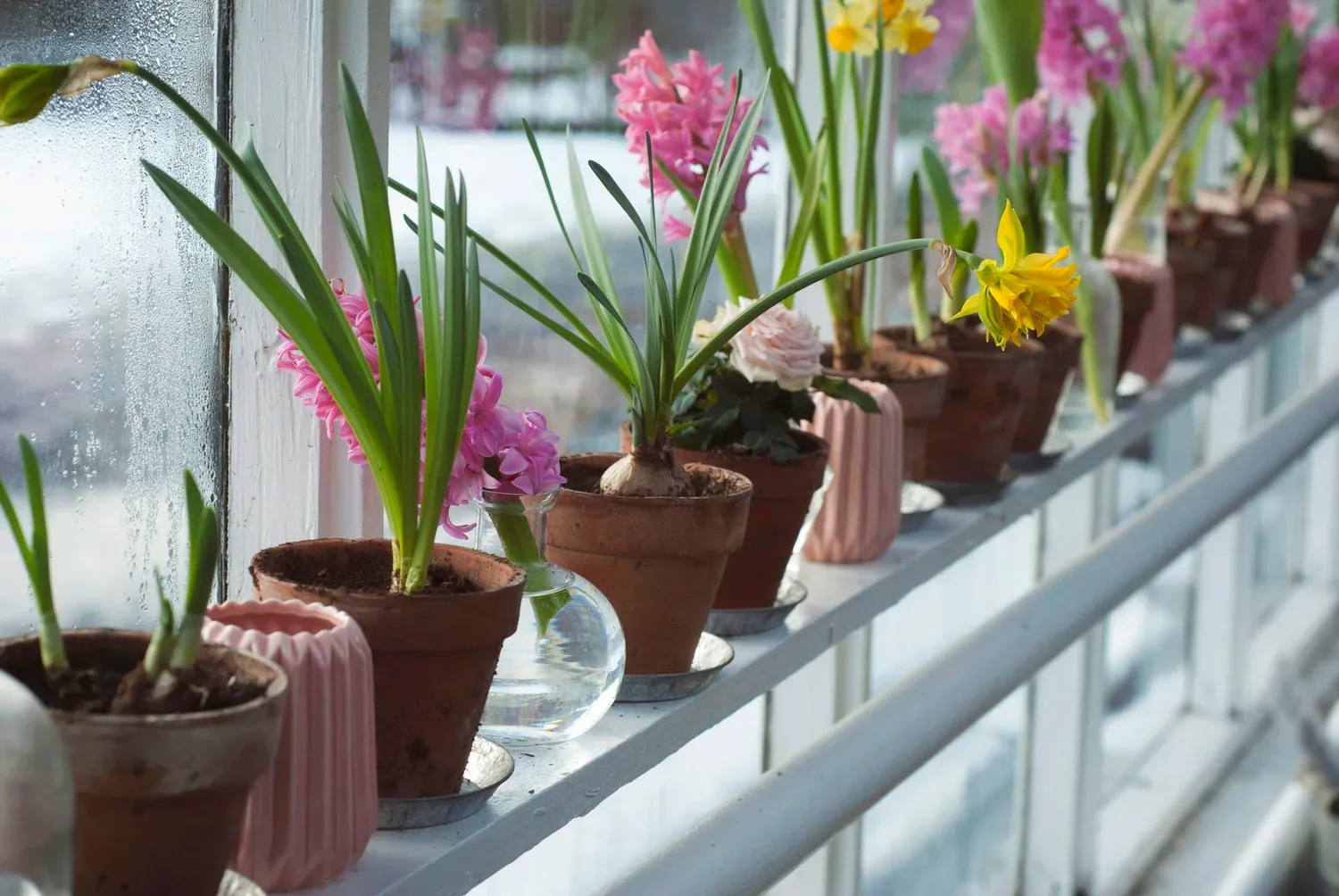 Potted pink and purple hyacinths blooming in a row along a windowsill