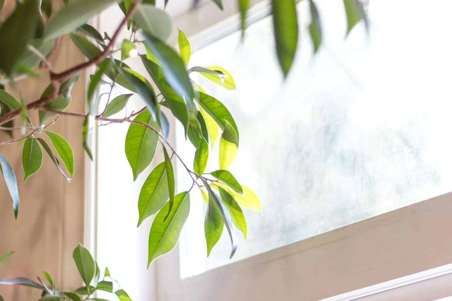 Green leaves of a houseplant beside a sunny window