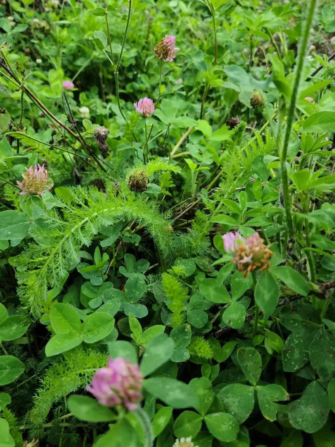 Red clover blossoms growing among green leaves