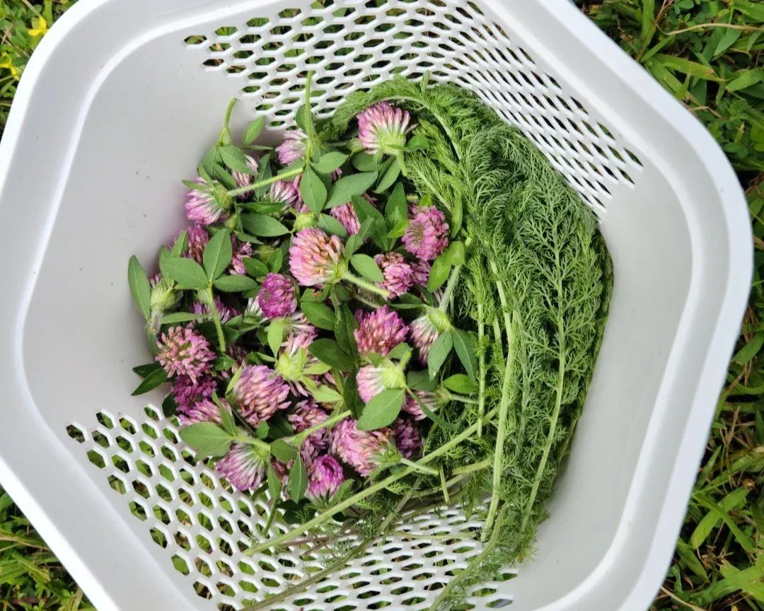 A basket of freshly picked red clover blossoms