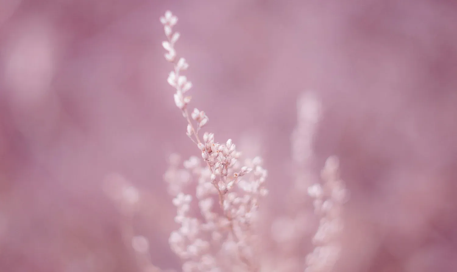 A delicate pink wildflower in soft focus