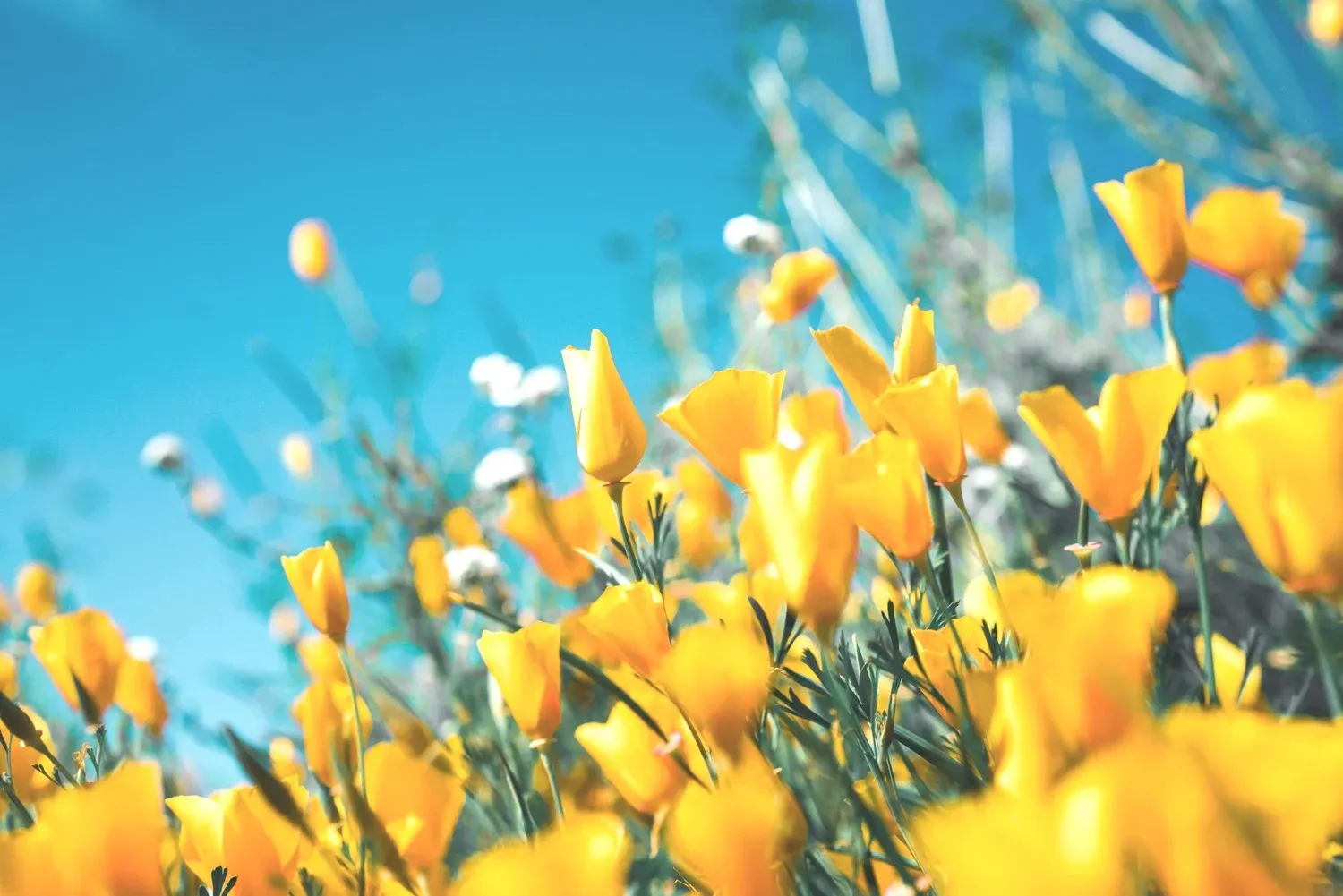 Bright yellow poppies blooming under a blue sky