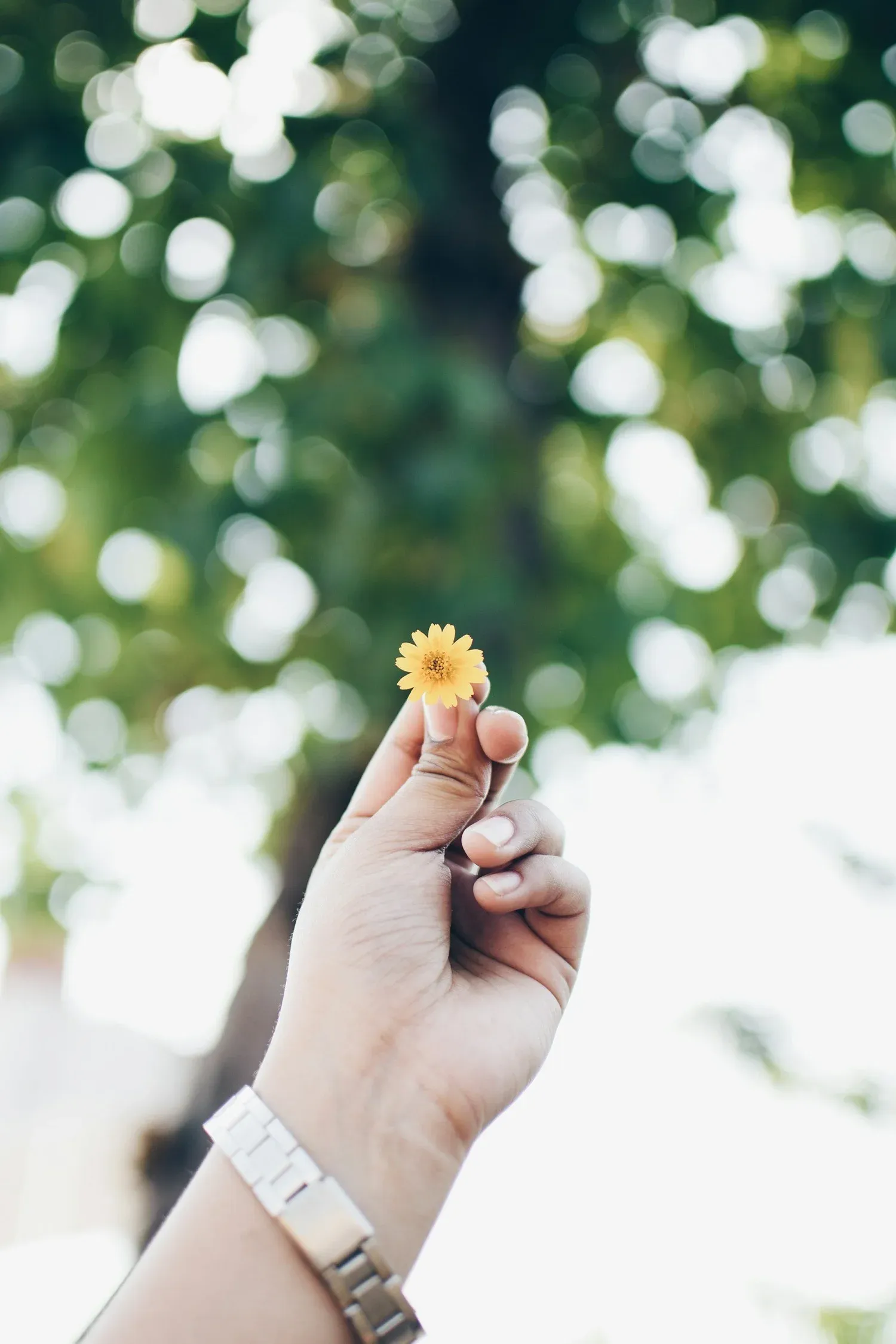 A hand holding up a single small yellow flower