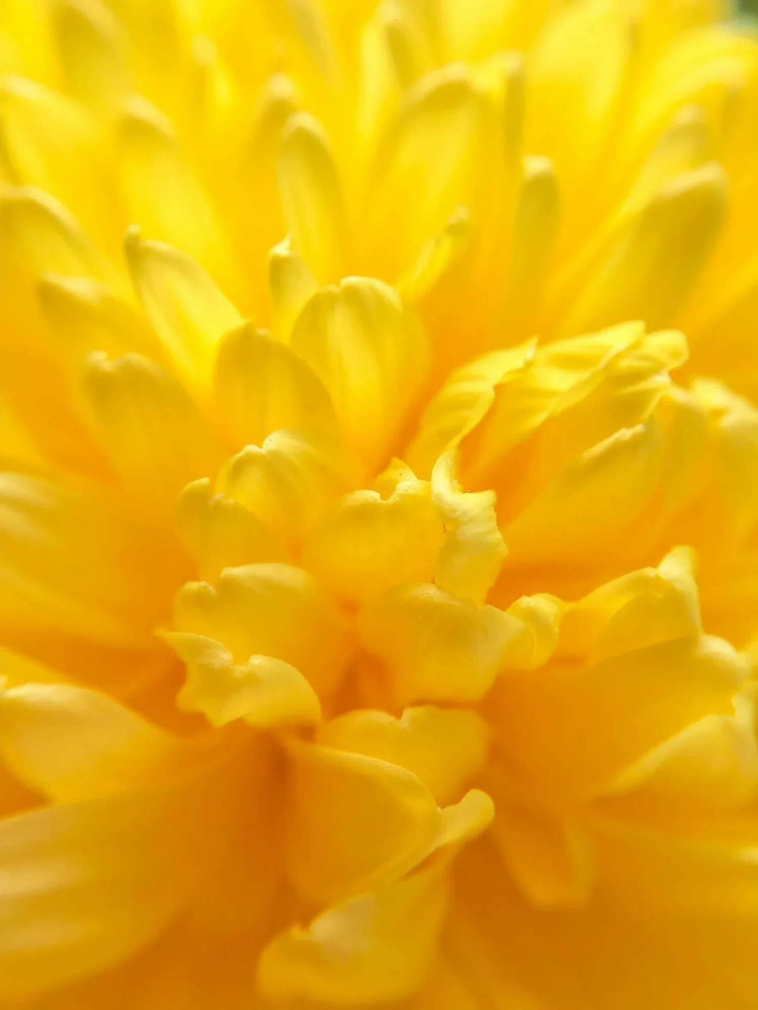Close-up of a bright yellow flower in bloom